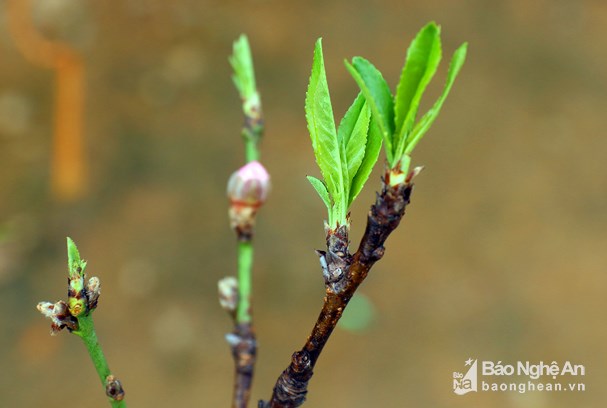 Đốn hạ đào đá khủng để bán Tết ở Nghệ An